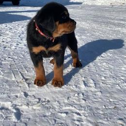 Rottweiler Puppies from Amy Osborne