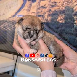 FIMI - Red female Shiba Inu puppy in Minnesota from BonsaiShibas