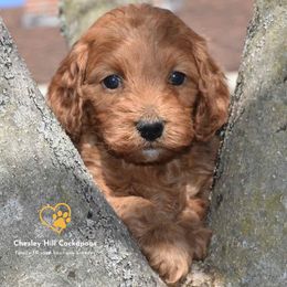 Cockapoo Puppies from Chesley Hill Cockapoos