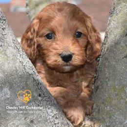 Cockapoo Puppies from Chesley Hill Cockapoos