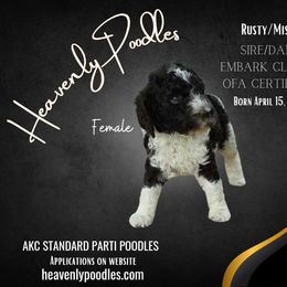 Poodle Puppies from Heavenly Poodles