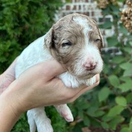 Green Boy - Parti male Double Doodle puppy in Huntsville, Alabama from Winchester Doodles