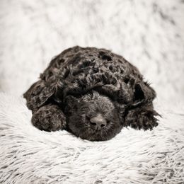 Labradoodle and Poodle Puppies from Leebrick Labradoodles