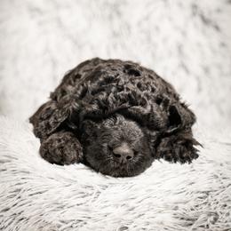Labradoodle and Poodle Puppies from Leebrick Labradoodles
