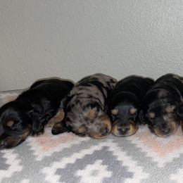 Dachshund Puppies from Stilwell’s & TJ’s Dachshunds