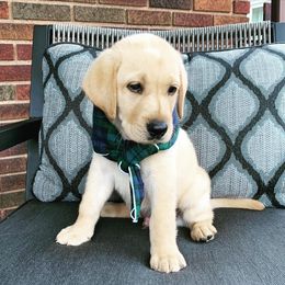 Labrador Retriever Puppies from Cary’s Buck Creek Retrievers