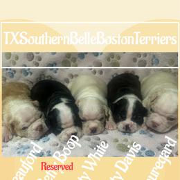 Betty Boop - Black and white female Boston Terrier puppy in Brazos Point, Texas from TX Southern Belle Bostons
