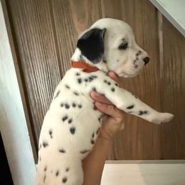 Boy 3 - White and black male Dalmatian puppy in Newfoundland, Pennsylvania from Poconopaws