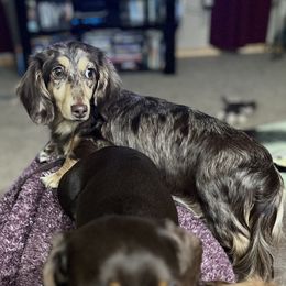 Nala - Dachshund