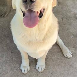 Oden - Labrador Retriever