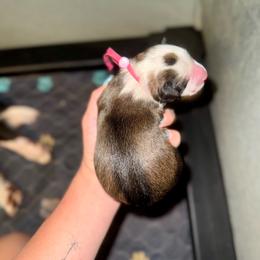 Orzo - Saddleback sable female Border Collie puppy in Lodi, California from R3 Sport Dogs (R3 Goldens/ R3 Border Collies)