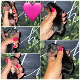Willow - Black and gold female Morkie puppy in Cleveland, Tennessee from Moody’s Morkies and More