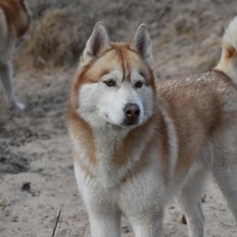 Siberian Huskies from Sterling Siberian Huskies