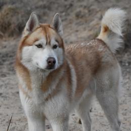 Siberian Huskies from Sterling Siberian Huskies