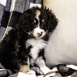 Orange Girl - Bernedoodle puppy from Duneland Doodles
