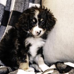 Orange Girl - Bernedoodle puppy from Duneland Doodles