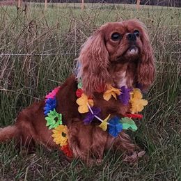 Meadow Rose - Cavalier King Charles Spaniel