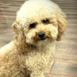 Piper - Poodle
