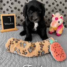 Faith - Black female Sheepadoodle puppy in Glen Rose, Texas from Clevenger’s Sheepadoodle Fur Baby Farm