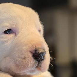 Central Asian Shepherd Dogs and Skye Terriers from A Plus A