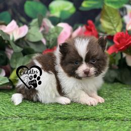 Max - Chocolate parti male Pomeranian puppy in Nashville, Arkansas from Cuddles n Curls