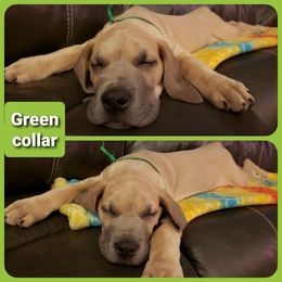 Great Dane Puppies from In The Ruff Great Danes
