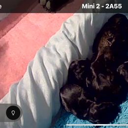 Girl 3 - female Miniature Schnauzer puppy in San Jose Area, California from Gargola's Miniature Schnauzers