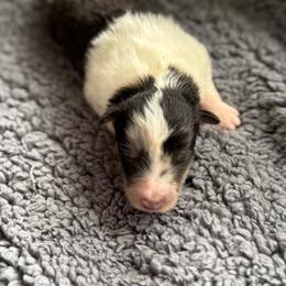Aspen's Boy 1 - Blue merle white and tan male Shetland Sheepdog puppy in Shirley, Arkansas from Lucky Pups