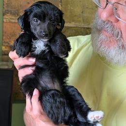 DaoDog Sofia Sofia - Black female Chinese Crested puppy in Highland Park, Michigan from Family Kennel Dao Dog