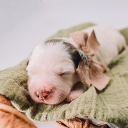 Pink Girl - Grey and white female Bernedoodle puppy in Mckinney, Texas from Doodles of North Tx