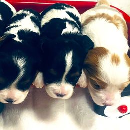 Bernedoodles, Cavalier King Charles Spaniels, Cavapoos, and Goldendoodles from Abidoodles