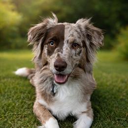 Maple - Red merle female Australian Shepherd puppy in Silver City, New Mexico from Heartstead Haven Australian Shepherds