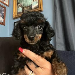 Rain - Phantom female Poodle puppy in Winter Haven, Florida from Herdez’s Poodles