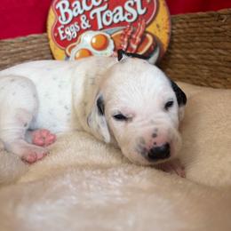 Sausage- Black - White and black male Dalmatian puppy in Claremore, Oklahoma from Lotsofdots Dalmatians