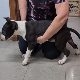 Bull Terrier Puppies from Glentom Bull Terriers