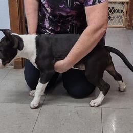Bull Terrier Puppies from Glentom Bull Terriers