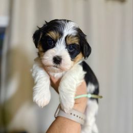 Pecan Pie (Green collar) - Black and white male Havanese puppy in Silverton, Oregon from PNW Havanese