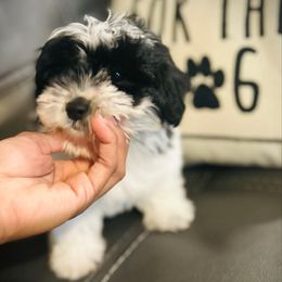 Spot - Parti male Yorkipoo puppy in Ocala, Florida from Top Notch Pupz