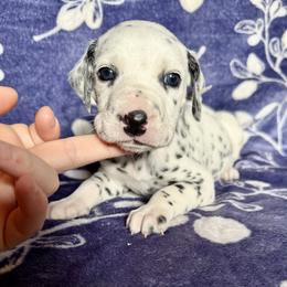 Frost - White and black male Dalmatian puppy in Travelers Rest, South Carolina from Cotton Top