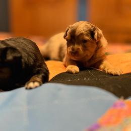 Red Merel Male - Red merle male Miniature Australian Shepherd puppy in Ellendale, North Dakota from Ark Acres Kennels