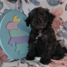 Monica ( Purple collar) - Black and white female Schnoodle puppy in Novinger, Missouri from Stormi Sky Schnoodles