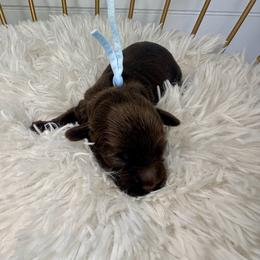 Coach (light blue) - Chocolate male Cavapoo puppy in West Haven, Utah from Harper Haven Cavapoos & Doodles