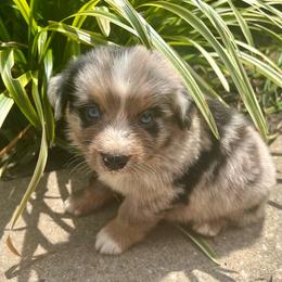 Winnabego - Blue merle male Miniature Australian Shepherd puppy in White Plains, Kentucky from Garrett’s Ridge Farm