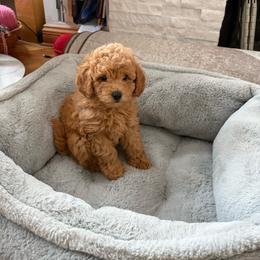 Eric - Red  male Poodle puppy in Jersey City, New Jersey from JuVar Standard Poodles