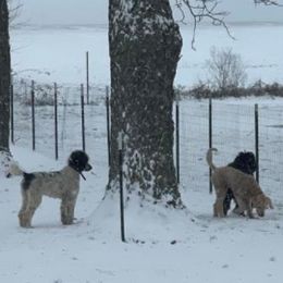 Goldendoodles and Poodles from Boonville Country Doodles
