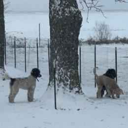 Goldendoodles and Poodles from Boonville Country Doodles