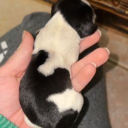 Snoopy - Piebald male Dachshund puppy in Goldthwaite, Texas from Mini Mama Dachshunds