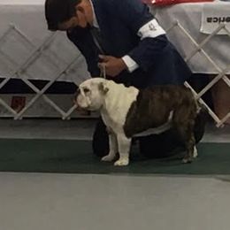Bulldogs from Bully Haven