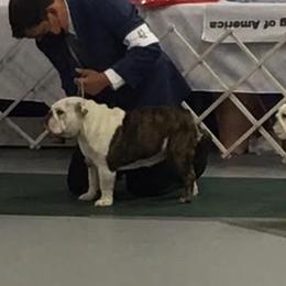Bulldogs from Bully Haven