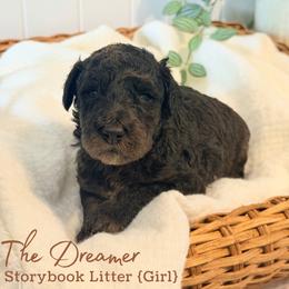 The Dreamer - Phantom female Goldendoodle puppy in Livermore, Colorado from Heritage Hills Family Doodles